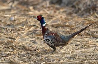 台南善化成「環頸雉煉獄」 遭農藥毒殺恐重演滅群危機