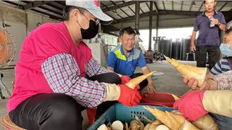 台南白河綠竹筍減產5成 損失慘重筍農哀嘆曝主因