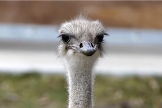 美動物園一隻鴕鳥因貪食鑰匙遭安樂死