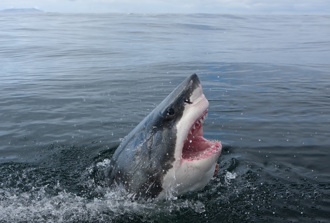 16歲少年釣起1.8公尺大白鯊 好心放生反遭猛咬