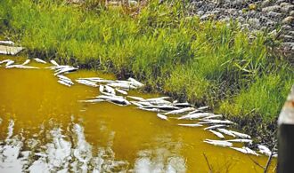 云林 久旱未雨 宜梧滞洪池鱼群暴毙