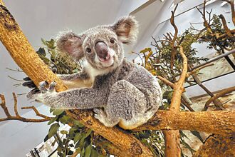 福容台北2館認養無尾熊「芙蓉」