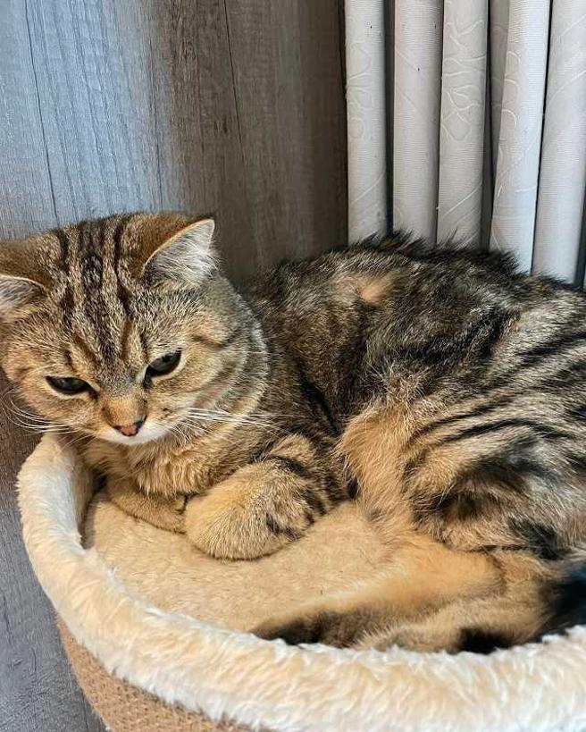 陈昱瑞是2只猫咪的猫奴，社群经常出现爱猫的踪影。（图／翻摄自陈昱瑞IG）