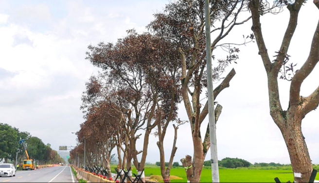 花莲玉里最美芒果树大道200余棵老树遭「钻孔灌药」濒死。(警方提供)