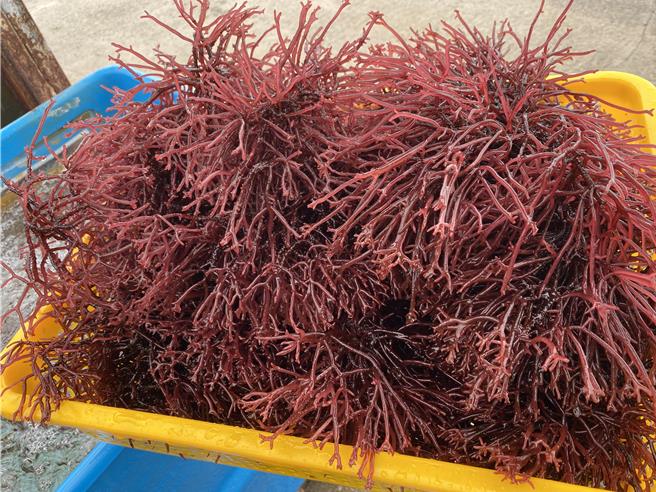 金門縣水產試驗所養殖之「麒麟菜」已收成，將以每包300克、新台幣150元之優惠價格回饋鄉親，即起電洽登記購買。(圖／金門縣水產試驗所提供)