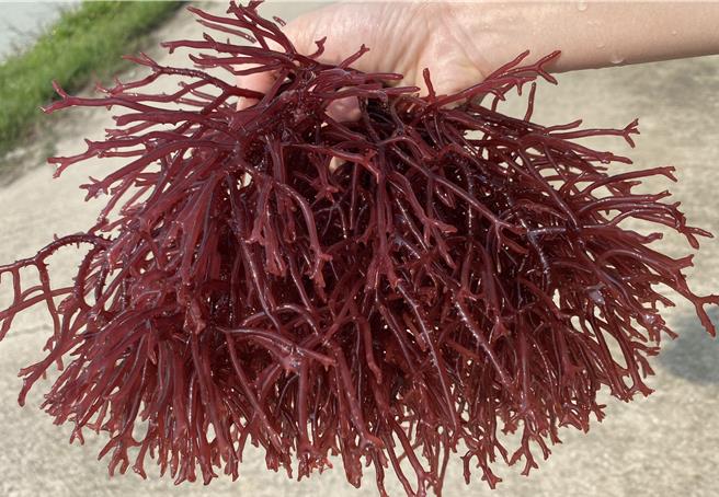 「麒麟菜」為海洋中的一種藻類，藻體呈紅色或暗紅色，外型叉狀分枝不規則生長，貌似珊瑚，俗稱珊瑚草，具有絕佳的抗氧化能力。(圖／金門縣水產試驗所提供)