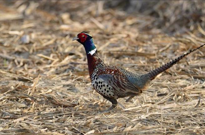 一只环颈雉的脚疑遭捕兽铗夹断。（胡嘉哲提供／宝智华台南传真）