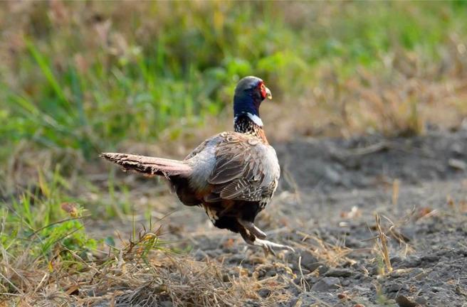 胡嘉哲放大照片后，才发现环颈雉的一只脚不见了。（胡嘉哲提供／宝智华台南传真）