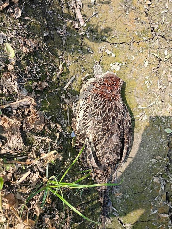４月７日胡嘉哲发现的环颈雉母鸟鸟尸。（胡嘉哲提供／宝智华台南传真）