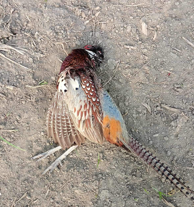 ４月13日胡嘉哲发现的环颈雉公鸟鸟尸。（胡嘉哲提供／宝智华台南传真）