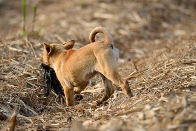 胡嘉哲在善化六分寮拍到一只小流浪狗捕食红冠水鸡。（胡嘉哲提供／宝智华台南传真）