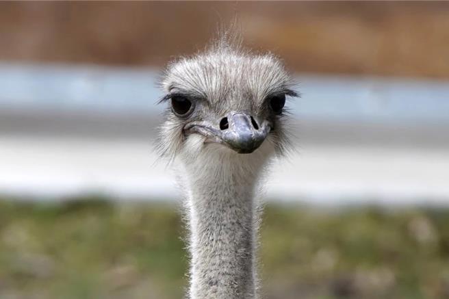 5歲的駝鳥卡倫因貪食鑰匙而喪命（美聯社）