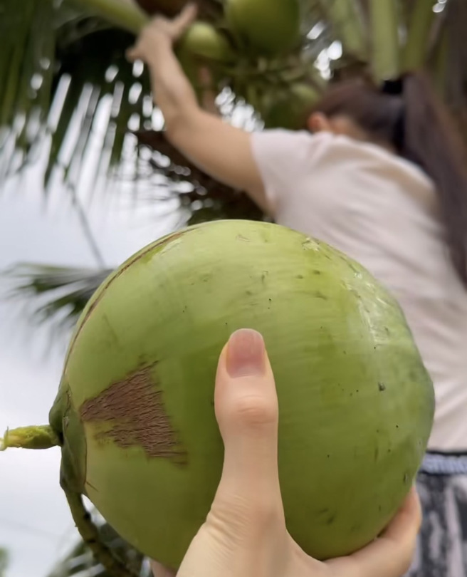 林明祯大马老家有着私人果园，可以自行採摘椰子树。（图／minchen333 IG）