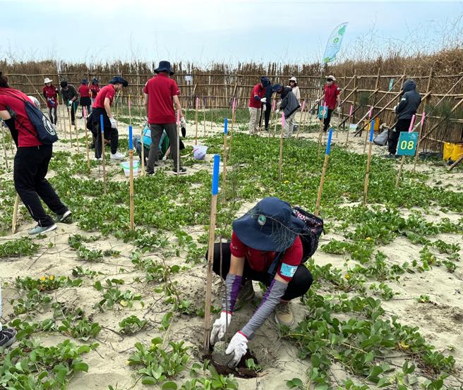 台积电与林业及自然保育署嘉义分去年开始在台南市北门区双春海岸推动海岸復育造林。（林业署嘉义分署提供／张毓翎台南传真）