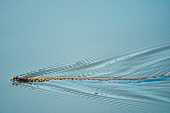 美国德州一名科学老师到溪边钓鱼，看见一根漂浮在水上的木棍，随着距离越来越近，加上听见「嘎嘎声」，才惊觉那是一条响尾蛇。（示意图：Shutterstock／达志）