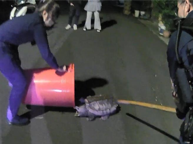 40公斤鱷龟深夜逛大街，员警用水桶加木棍救援。(警方提供／吕筱蝉桃园传真)