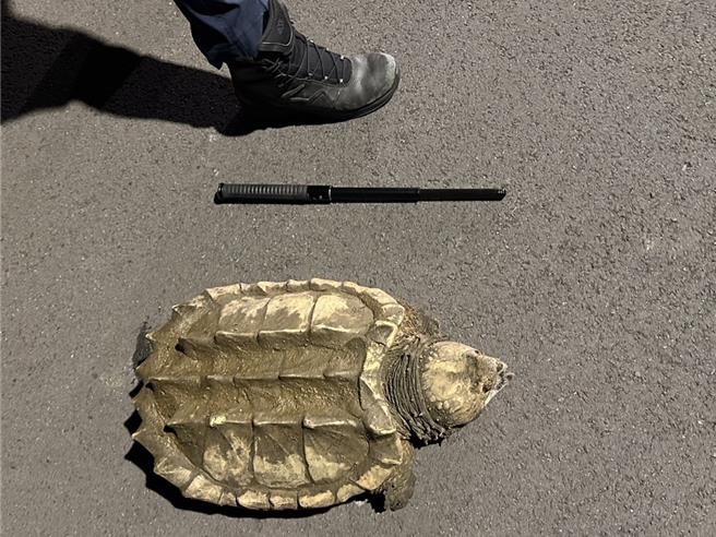 40公斤鱷龟深夜逛大街，员警用水桶加木棍救援。(警方提供／吕筱蝉桃园传真)