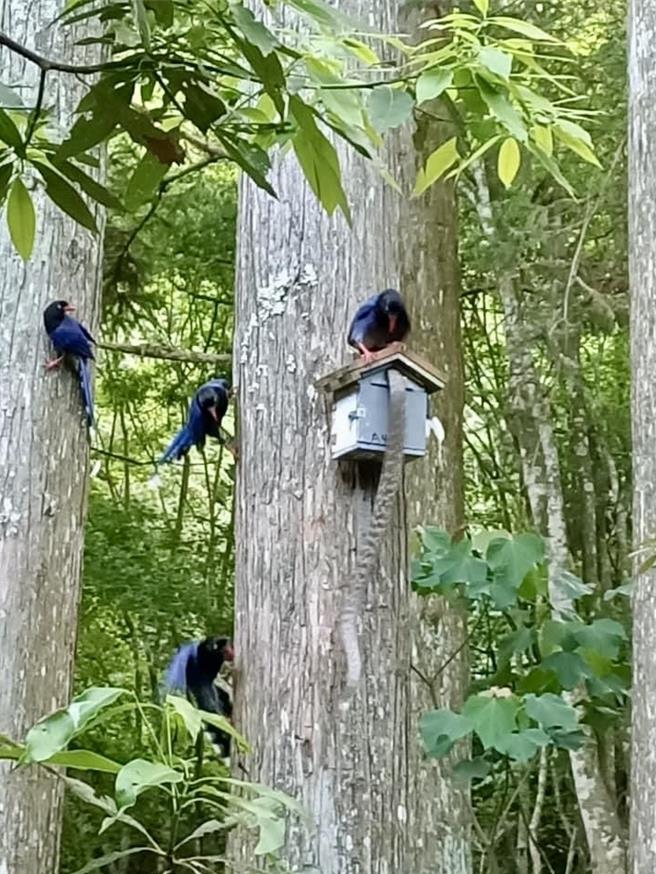 遊客在奧萬大拍攝到珍貴影片，王錦蛇潛入鳥巢箱覓食，慘遭4、5隻台灣藍鵲圍攻，精彩對決引發熱議。（民眾提供／楊靜茹南投傳真）