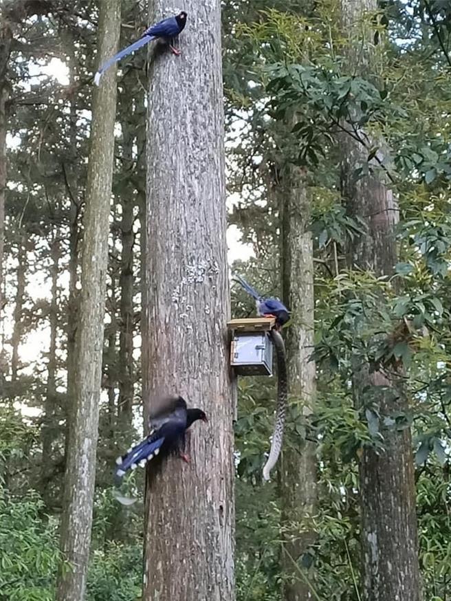 王錦蛇起初挺起身子對抗台灣藍鵲，疑寡不敵眾出現疲態，用最後一絲力氣垂掛在鳥巢箱上。（民眾提供／楊靜茹南投傳真）