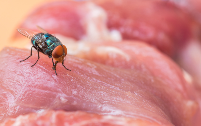 卫生不佳的肉品即可能引发食物中毒。（示意图：shutterstock／达志）