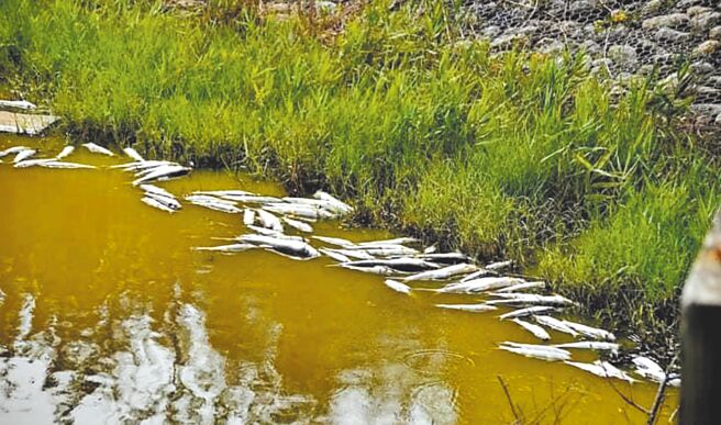 云林县口湖乡宜梧滞洪池出现鱼只暴毙情况，公所持续清除中，县水利处22日初步研判应是久旱未雨造成水质优氧化，有待水质化验后进一步厘清原因。（民眾提供／张朝欣云林传真）