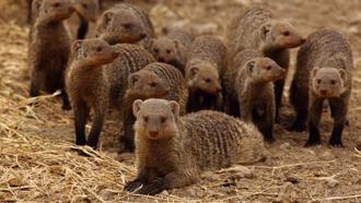 蟒蛇惹怒20隻非洲獴慘被圍攻 不敵車輪戰秒逃命