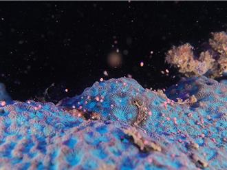 珊瑚產卵大噴發潛點超熱鬧 專家提夜潛3事項：小心風險！