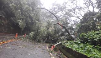 大雨撐不住！苗130線苑裡段樹倒 道路一度中斷2小時