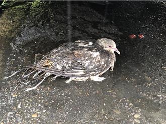 高壓電線遭啄害307戶大停電　肇事斑鳩全身焦黑.....還活著！