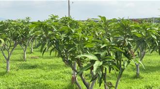 去年颱风肆虐所致 今年夏雪芒果恐减产