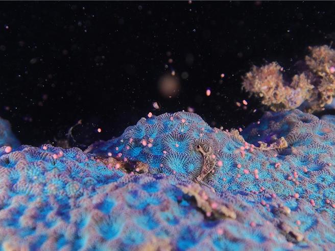 珊瑚产卵有如「夏之雪」的美景。（陈琦恩提供／罗琦文屏东传真）