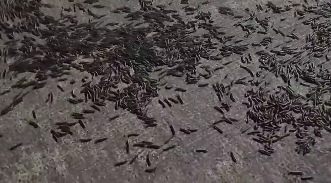 连续地震有前兆？花莲惊现「巨量马陆窜出土」，罕见画面曝。（翻摄自影片）