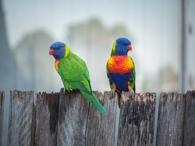 澳洲一名女子发现后院聚集了一大群鸟，四处检查后惊觉，竟有一条树蛇被鸟群团团包围。（示意图：Shutterstock／达志）