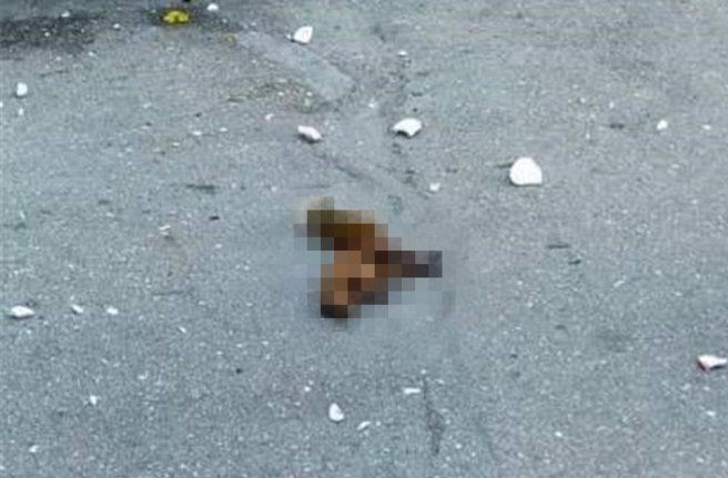 2022年鼓山三路一帶停電，闖禍松鼠慘死。（柯宗緯翻攝）