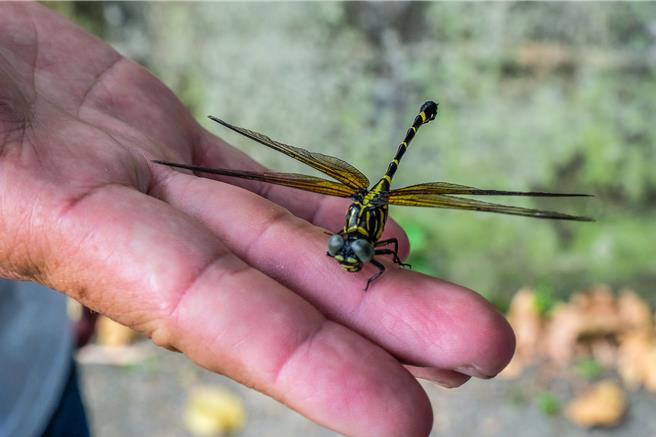 关西「茄苳窝」湿地的蜻蜓物种丰富，刚羽化的「鉤尾春蜓」。（罗浚滨摄）
