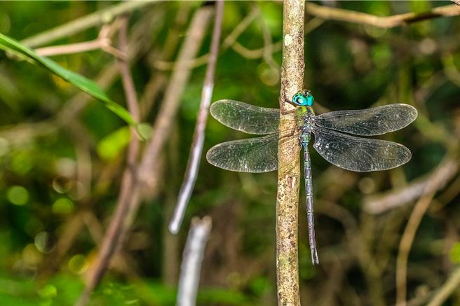 关西「茄苳窝」湿地的蜻蜓物种丰富，停在树荫休息的「长铗晏蜓」。（罗浚滨摄）
