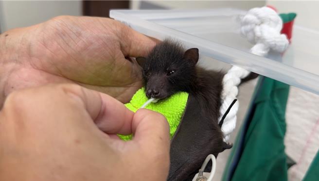 有民眾日前在花莲市区发现一只约2周大的濒危野生动物台湾狐蝠，经相关单位救援照养确认健康没有问题，尝试放回原拾获处等待母蝠接回，但经2晚尝试未果，目前送往东部野生动物救伤中心照养。（林业及自然保育署花莲分署提供／罗亦晽花莲传真）