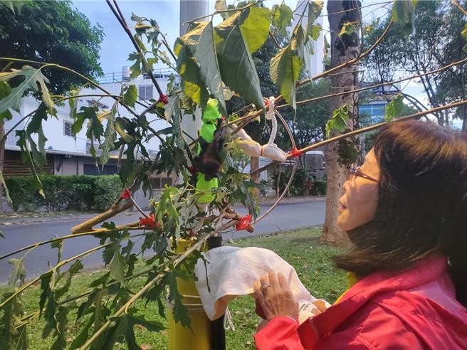 有民眾日前在花莲市区发现一只约2周大的濒危野生动物台湾狐蝠，经相关单位救援照养确认健康没有问题，尝试放回原拾获处等待母蝠接回，但经2晚尝试未果，目前送往东部野生动物救伤中心照养。（林业及自然保育署花莲分署提供／罗亦晽花莲传真）