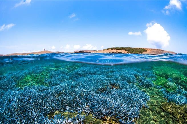 拥紫色美丽轴孔珊瑚的澎湖东吉海底薰衣草森林，原本覆盖率8成以上的景象。（海管处提供／许逸民澎湖传真）