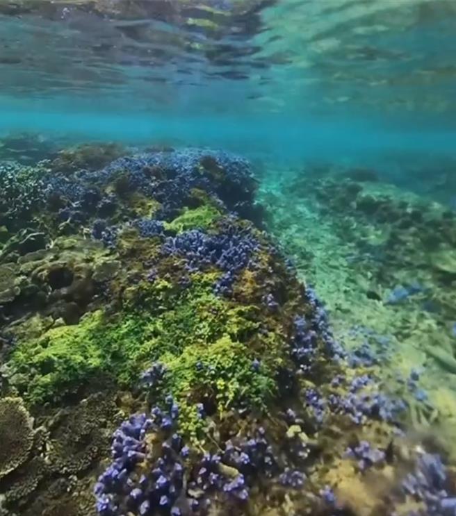 拥紫色美丽轴孔珊瑚的澎湖海底薰衣草森林遭浩劫，海洋志工22日发警讯，受到热浪、冷流及藻类覆盖影响，覆盖率大不如前。（陈尽川提供／许逸民澎湖传真）