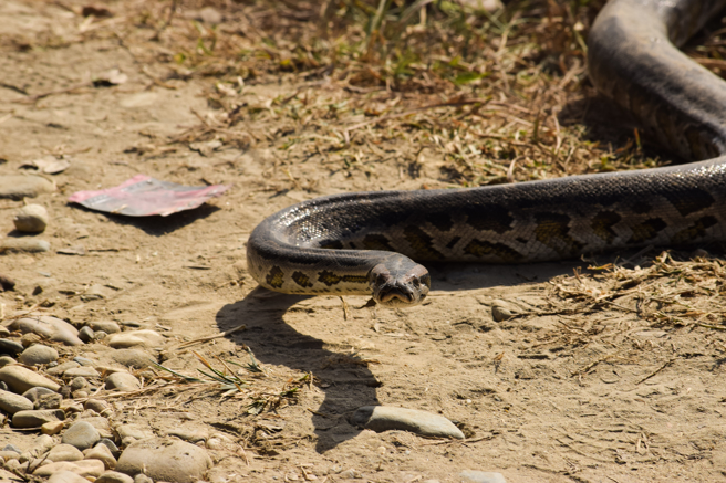 澳洲一名住戶發現露台出現巨蜥與蟒蛇，牠們和平共處一起曬日光浴，形成非常有趣的畫面。（示意圖：Shutterstock／達志）