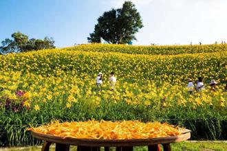 年度賞花攻略看這邊！獅頭、八卦山一齊騎遊賞花