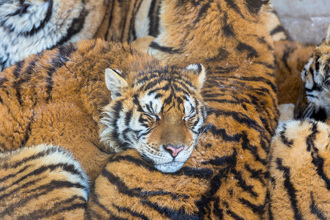 網美「觀景房拍清涼照」 老虎睡成一片 色誘失敗