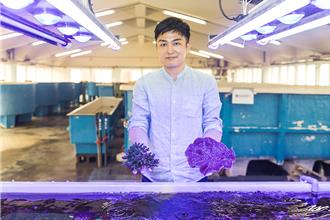 九孔魚塭廢物利用 海大帥教授復育5000株珊瑚