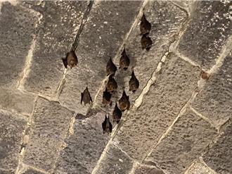 葉鼻蝠進入備孕期 基市劉銘傳隧道暫不開放自由參觀