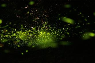 鋒面影響南市梅嶺賞螢季取消 伍龍賞螢步道禁止進入