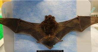 蝙蝠檢出「人畜共通」麗沙病毒 疾管署列4動物：別接觸