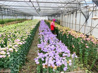 天熱產量爆增價格跌 洋桔梗不敷成本花農欲哭無淚