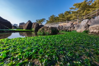 海草竟有「碳捕集」的妙用？日本擬培育海草植被協助脫碳