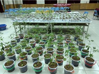花大钱租透天厝种260株大麻　警攻坚惊见台湾最强「定海神器」